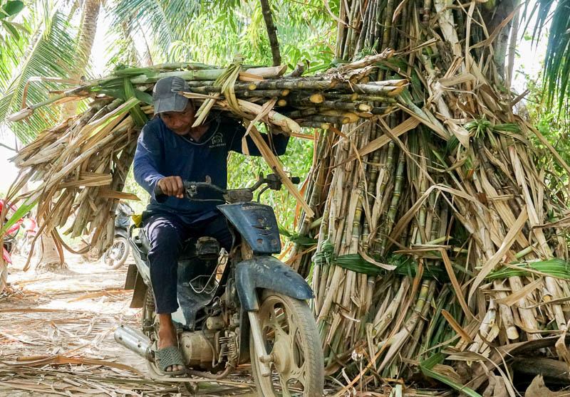 Một số lao động vác mía trên vai rồi lái xe đến điểm tập kết.