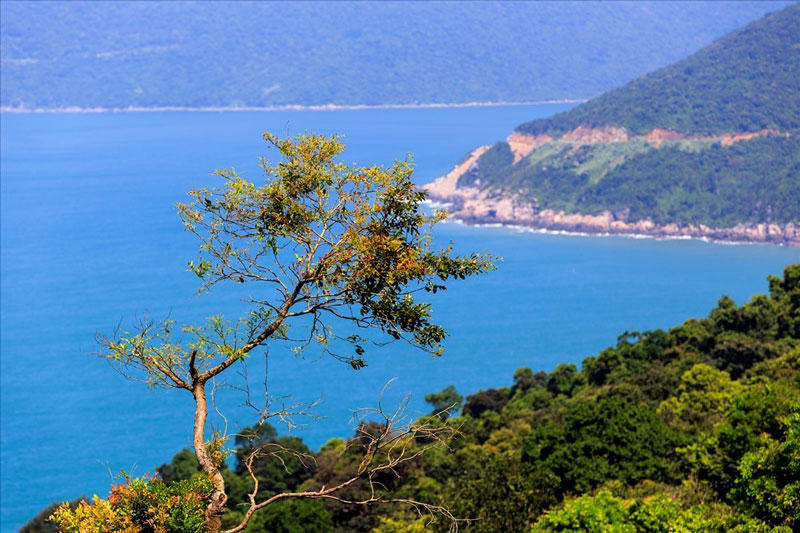 Đà Nẵng xác định phát triển kinh tế xanh là động lực mới trong thời gian tới. Ảnh: Lê Tuấn