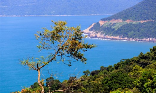 Đà Nẵng xác định phát triển kinh tế xanh là động lực mới trong thời gian tới. Ảnh: Lê Tuấn