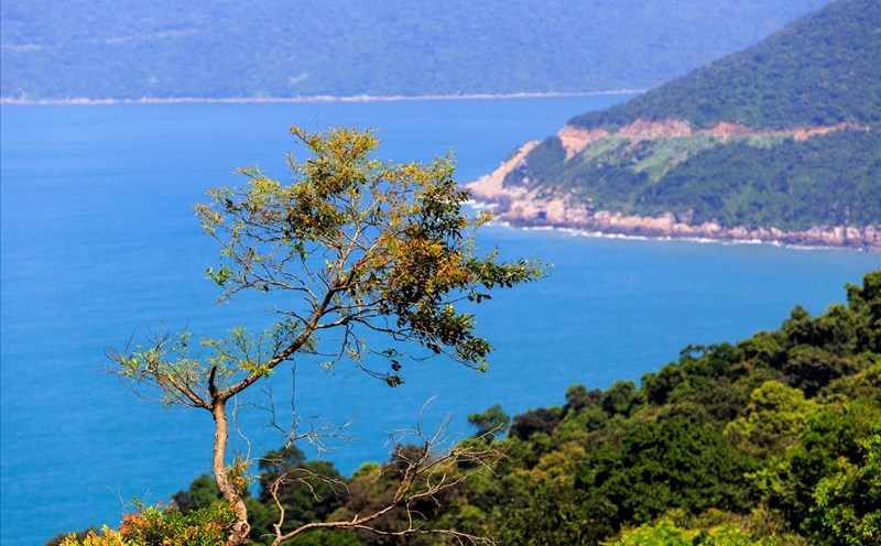 Đà Nẵng xác định phát triển kinh tế xanh là động lực mới trong thời gian tới. Ảnh: Lê Tuấn