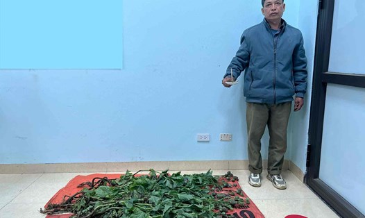 Phùng Văn Ton đã trồng 23 cây thuốc phiện rồi sản xuất trái phép chất ma túy. Ảnh: Công an Cao Bằng.