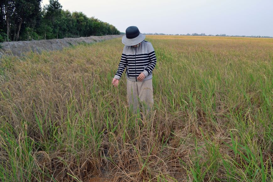 Một ruộng lúa mất trắng vì tưới nước nhiễm mặn. Ảnh: Thanh Mai