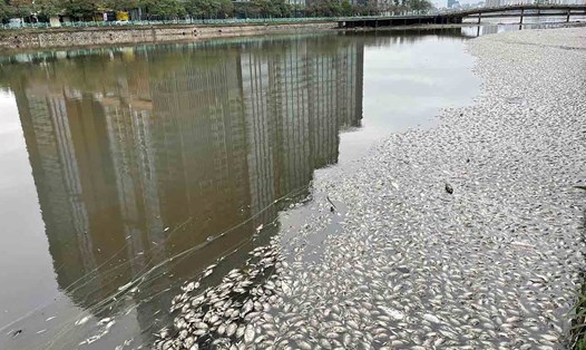 Cá chết trắng tại khu vực hồ Thủy Sứ, cạnh hồ Tây (Hà Nội). Ảnh: Người dân cung cấp