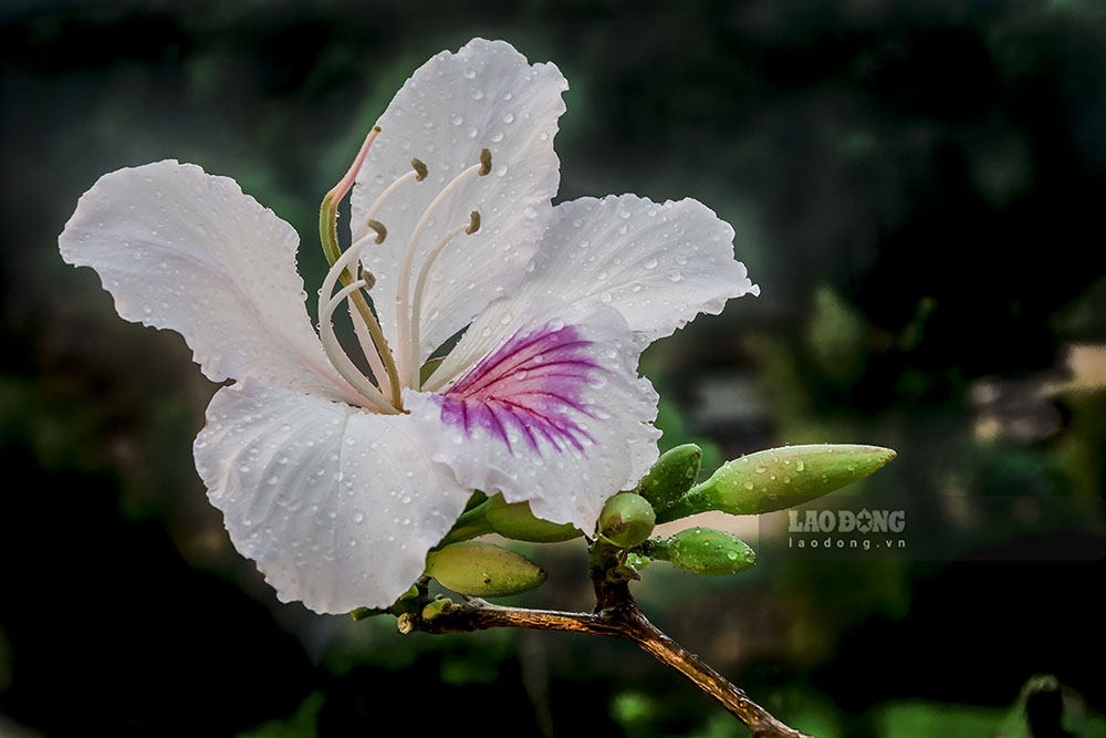 Cuộc thi ảnh "Lung linh miền hoa ban" Điện Biên đang thu hút đông đảo các tác giả tham gia. Ảnh: Hoàng Hải Giang