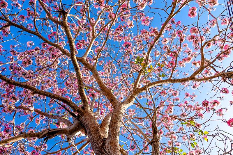 Chị Huỳnh Nhi (35 tuổi) - Việt kiều Mỹ cho biết vẻ đẹp rực rỡ của hoa kèn hồng không kém cạnh những mùa hoa ở các nước như mùa hoa anh đào ở Nhật Bản, Hàn Quốc… mà chị từng đến du lịch.