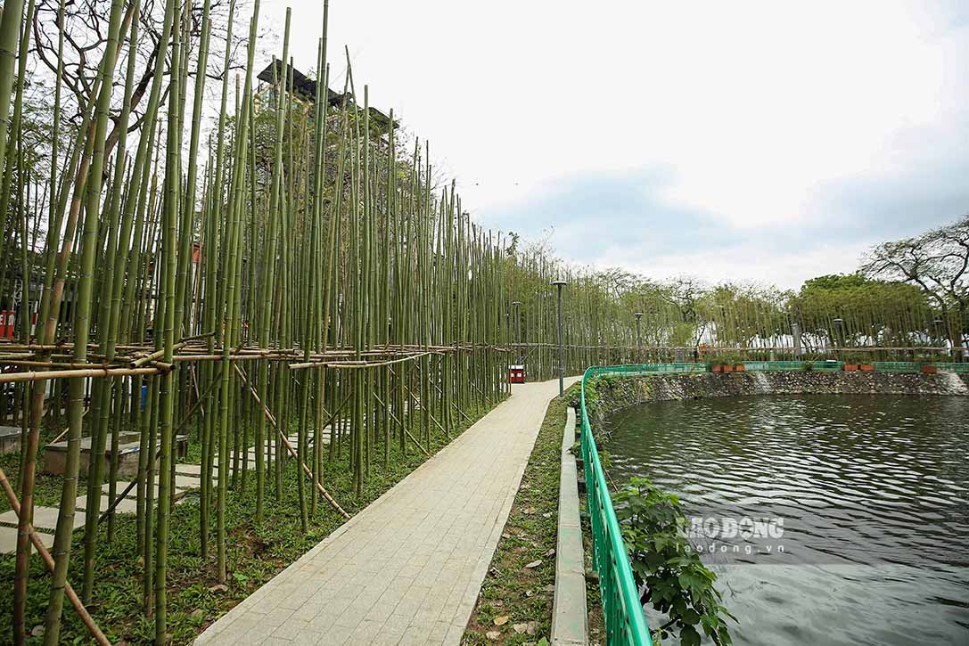 Có 7.500 cây trúc được Ban quản lý dự án đầu tư xây dựng quận Ba Đình trồng xen kẽ trên diện tích khoảng 1.000m2, tạo điểm nhấn cho con đường ven hồ Trúc Bạch.