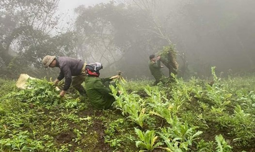 Lực lượng chức năng tỉnh Lào Cai tiến hành nhổ, tiêu hủy 500 cây thuốc phiện trồng trong rừng. Ảnh: Đơn vị cung cấp