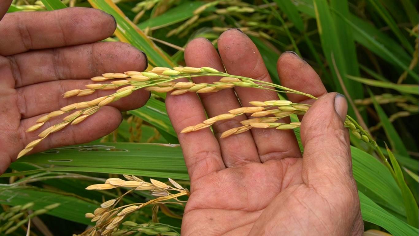 Đơn vị hỗ trợ cam kết với nông dân về chất lượng, năng suất lúa của mô hình. Ảnh: Xuân Nhi