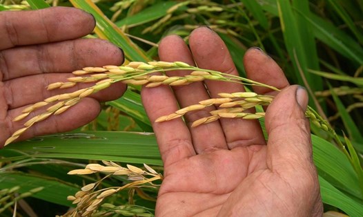 Đơn vị hỗ trợ cam kết với nông dân về chất lượng, năng suất lúa của mô hình. Ảnh: Xuân Nhi