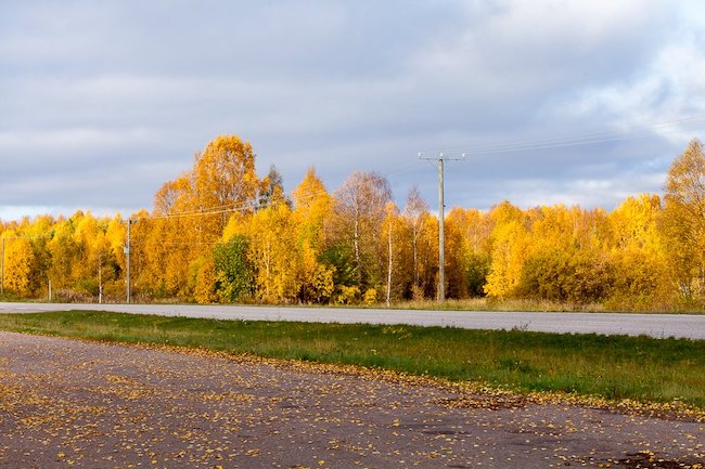 Mùa thu thay lá ở Phần Lan. Ảnh: