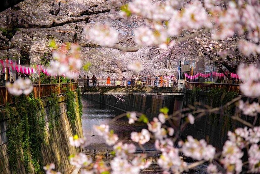 Lễ hội hoa anh đào Hanami nhộn nhịp ở Nhật Bản.