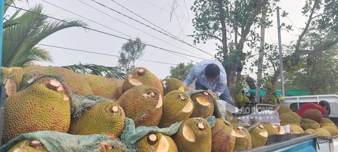 Thương lái mua hơn 1 triệu đồng/trái mít ruột đỏ ở Kiên Giang