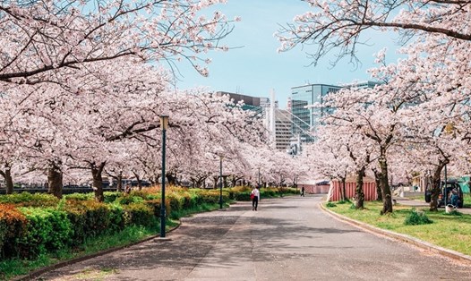 Hoa anh đào nở rộ ở Osaka. Ảnh: Japan Trade Journal