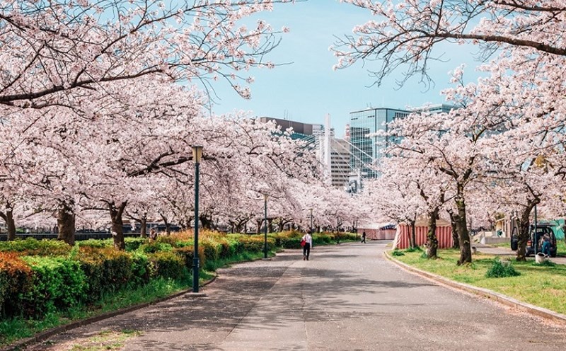 Hoa anh đào nở rộ ở Osaka. Ảnh: Japan Trade Journal