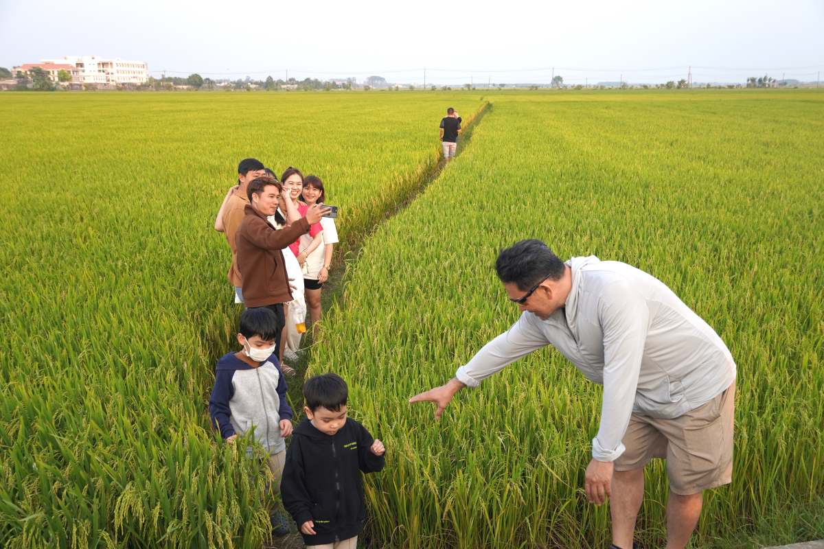 Nhiều người men theo lối nhỏ xuống ruộng lúa để checkin trong ánh nắng chiều. Ảnh: Thành An