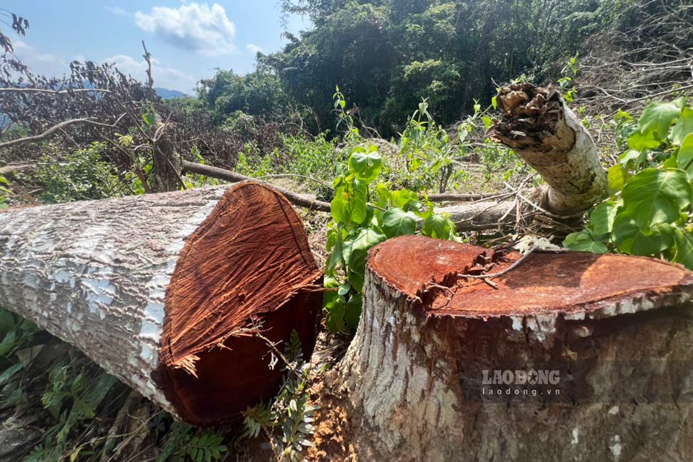 Hơn 165 cây sao đen và 62 cây keo trong khu vực rừng phòng hộ xã Vĩnh Hảo (huyện Vĩnh Thạnh) bị cưa hạ. Ảnh: Hoài Luân