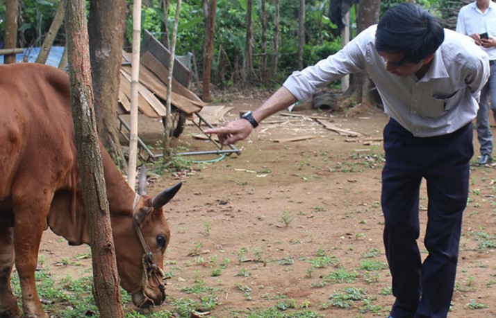 Cán bộ thú y kiểm tra bò bị bệnh ở tỉnh Quảng Trị. Ảnh: Hàn Nguyên.