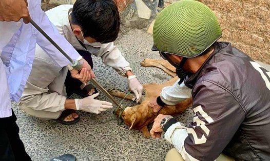 Trung tâm Kỹ thuật và Dịch vụ nông nghiệp TP Phan Thiết bắt giữ con chó cắn người để đưa về theo dõi, lấy mẫu xét nghiệm. Ảnh: CQCN