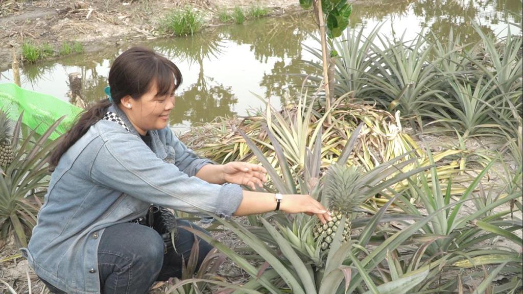 Chị Luyên thăm vườn khóm đang cho trái thu hoạch. Ảnh: Xuân Nhi