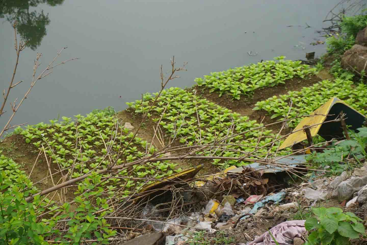 Rác thải bị vứt tràn xuống nơi trồng rau của người dân tại đường Bờ Tây Sông Nhuệ (Bắc Từ Liêm, Hà Nội). Ảnh: Nhật Minh