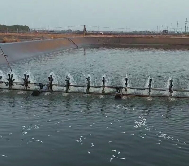 Nhiều cá nuôi của anh Kiên chết nổi lên mặt nước. Ảnh: Nhân vật cung cấp
