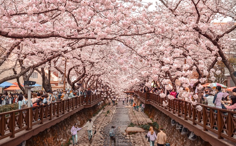 Vùng đất hoa anh đào Jinhae. Ảnh: Rachel en Route