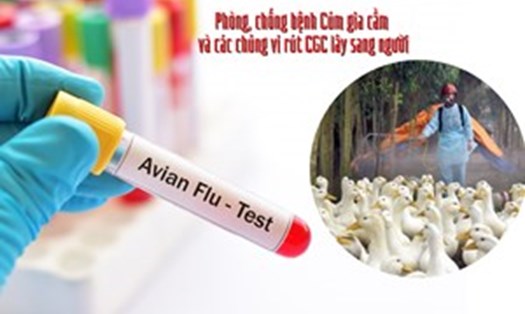 Ca nhiễm cúm A/H5 đầu tiên được ghi nhận ở Khánh Hòa. Ảnh minh họa
