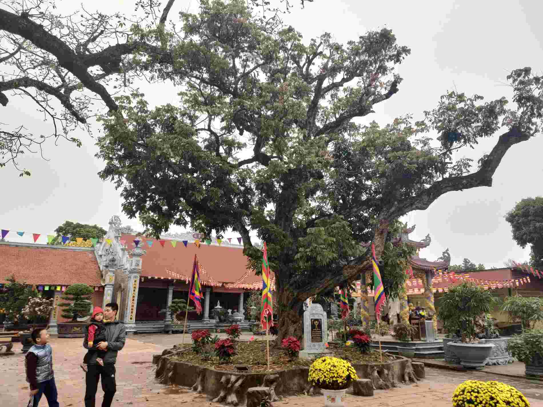 Nằm song song với cây gạo di sản là cây nhãn cổ thụ có tuổi đời hơn 500 năm. Hai cây cổ thụ nằm hai bên lối đi vào đền, làm tăng thêm nét cổ kính cho ngôi đền cổ. 