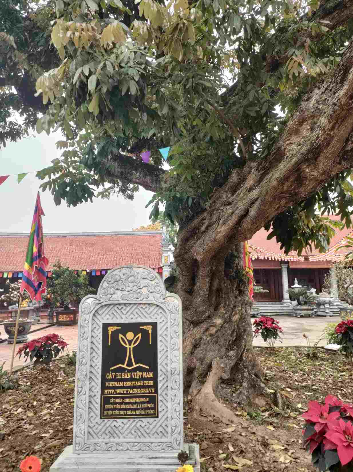 Năm 2022, cây nhãn trong khuôn viên đền Mõ cũng được công nhận là Cây di sản Việt Nam. 