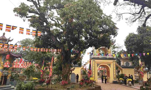 Cây nhãn hơn 5 thế kỉ vẫn xanh tốt trong khuôn viên di tích quốc gia Đền - chùa Mõ (Kiến Thụy, Hải Phòng). Ảnh: Mai Dung