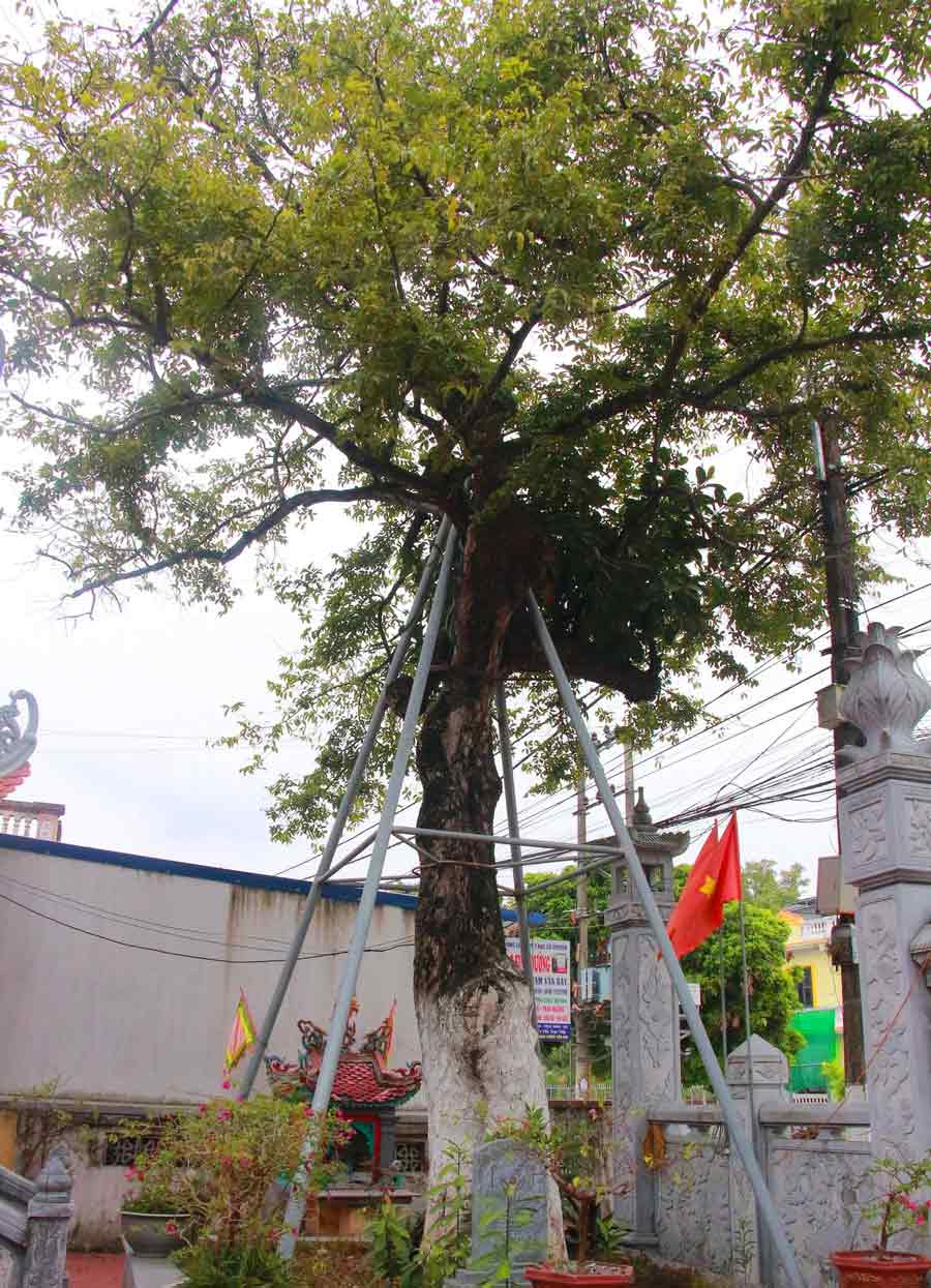 Đến năm 2018, cũng tại xã Hải Bắc, 2 cây thị ở đình làng xóm 12 tiếp tục được Hội Bảo vệ thiên nhiên và môi trường Việt Nam vinh danh cây di sản. Đây là những cây cổ thụ được các bậc tiền nhân trồng trong khuôn viên ngôi đình cổ Giáp Tây - nơi thờ nhị vị Bà chúa Thổ.