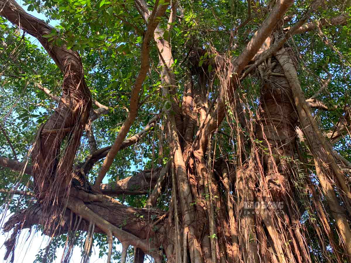 Cây đa tía nằm sát ngay bên nhà văn hóa xóm 10 (xã Hải Bắc, huyện Hải Hậu) có chiều cao hơn 20m, cành lá cây tươi tốt.