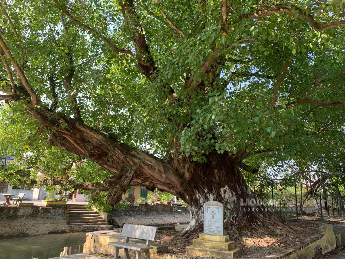 Hai cây bồ đề cổ thụ có vị trí ở phía Tây Nam đền Trần Hưng Đạo, khu vực nhà văn hóa xóm 10, xã Hải Bắc, huyện Hải Hậu, tỉnh Nam Định. 