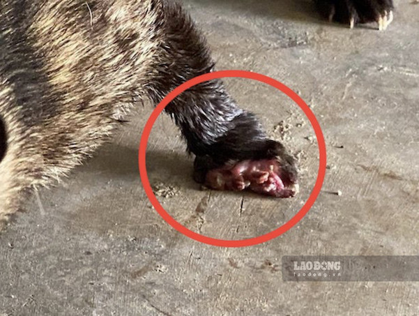 Vết thương ở chân của con vật đã có dấu hiệu bị thối rữa. Ảnh: PV Lao Động 