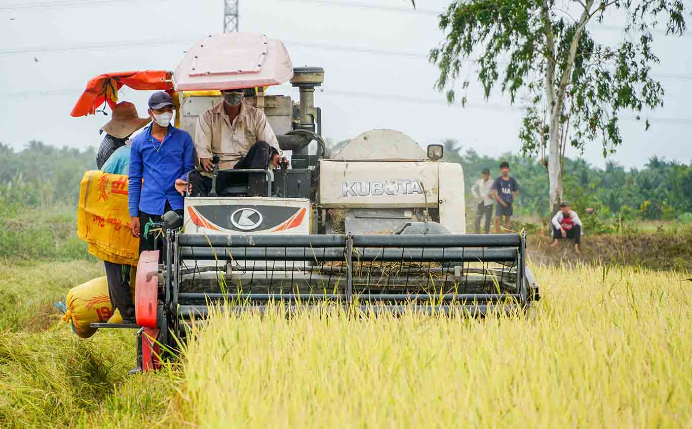 Máy gặt đập liên hợp đã góp phần giúp cơ giới hóa trong khâu thu hoạch lúa ở ĐBSCL đạt 95%.