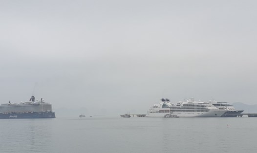 3 siêu tàu biển tại Cảng tàu khách quốc tế Hạ Long, Quảng Ninh chiều 24.3. Ảnh: Nguyễn Hùng