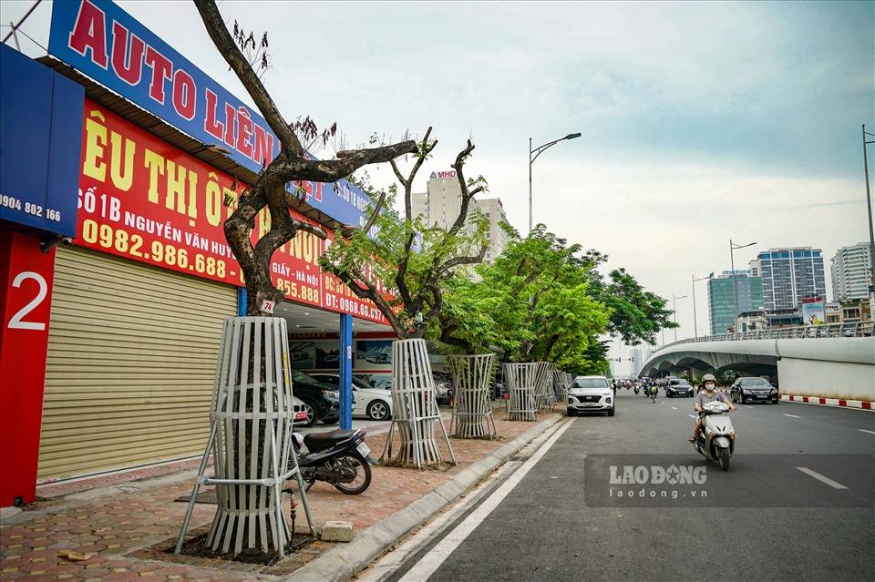 Hàng sưa đỏ tại đường Nguyễn Văn Huyên. Ảnh: Tạ Quang