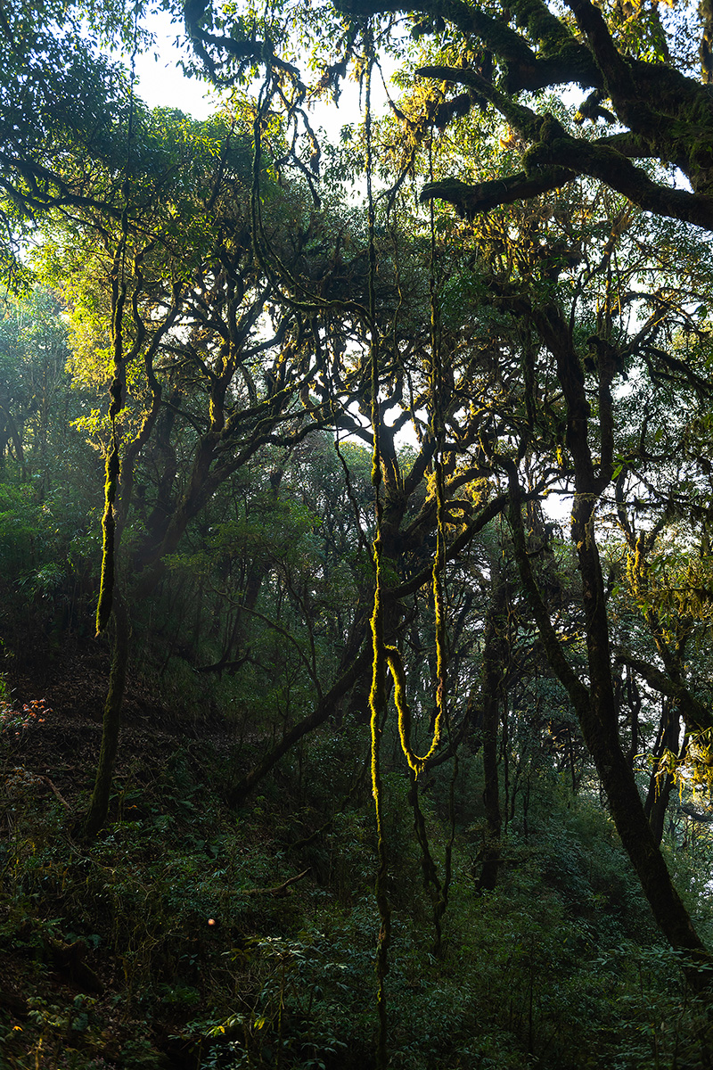 Càng lên cao, cảnh vật của khu rừng nguyên sinh tuyệt đẹp hiện lên mờ ảo trong làn sương mù, vẽ lên một bức tranh tiên cảnh nơi hạ giới.