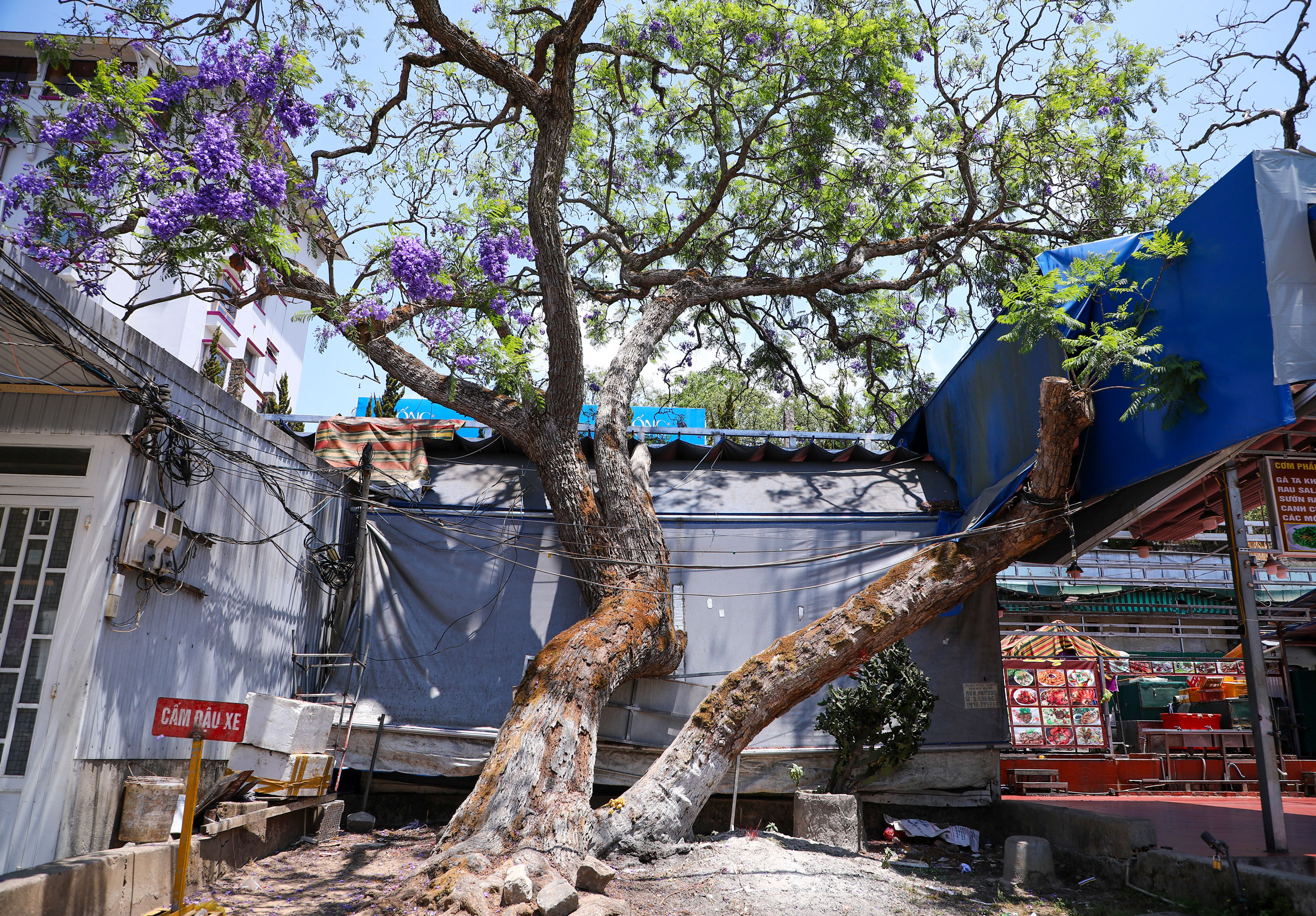 Trong số 3 cây phượng tím nhân giống thành công đầu tiên, thì cây phượng tím trên đường Nguyễn Thị Minh Khai được xem là cây có dáng cây, thế cây đẹp nhất và phát triển mạnh mẽ nhất cho đến thời điểm hiện tại. Ảnh: Mai Hương