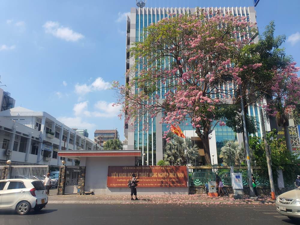 Hình ảnh cây hoa kèn hồng tại đường Nguyễn Đình Chiểu đang t