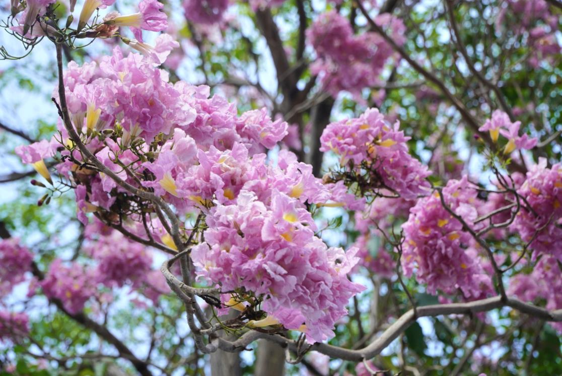 Thông thường khi cây ra hoa, hầu hết lá đều rụng, trên đầu mỗi cành chỉ nhìn thấy những cụm hoa tím hồng. 