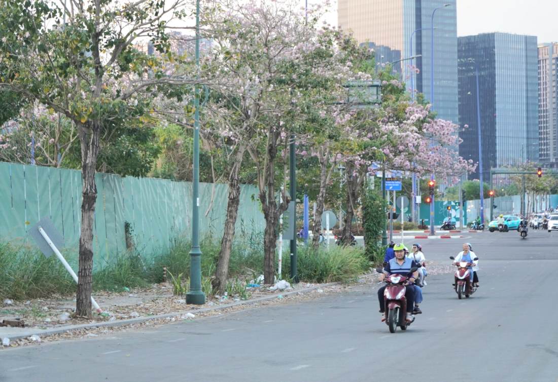 Tương tự, tại một đoạn đường Tố Hữu trong Khu đô thị mới Thủ Thiêm (Thành phố Thủ Đức) hàng cây hoa kèn hồng ở đây cũng đã đồng loạt nở rộ.