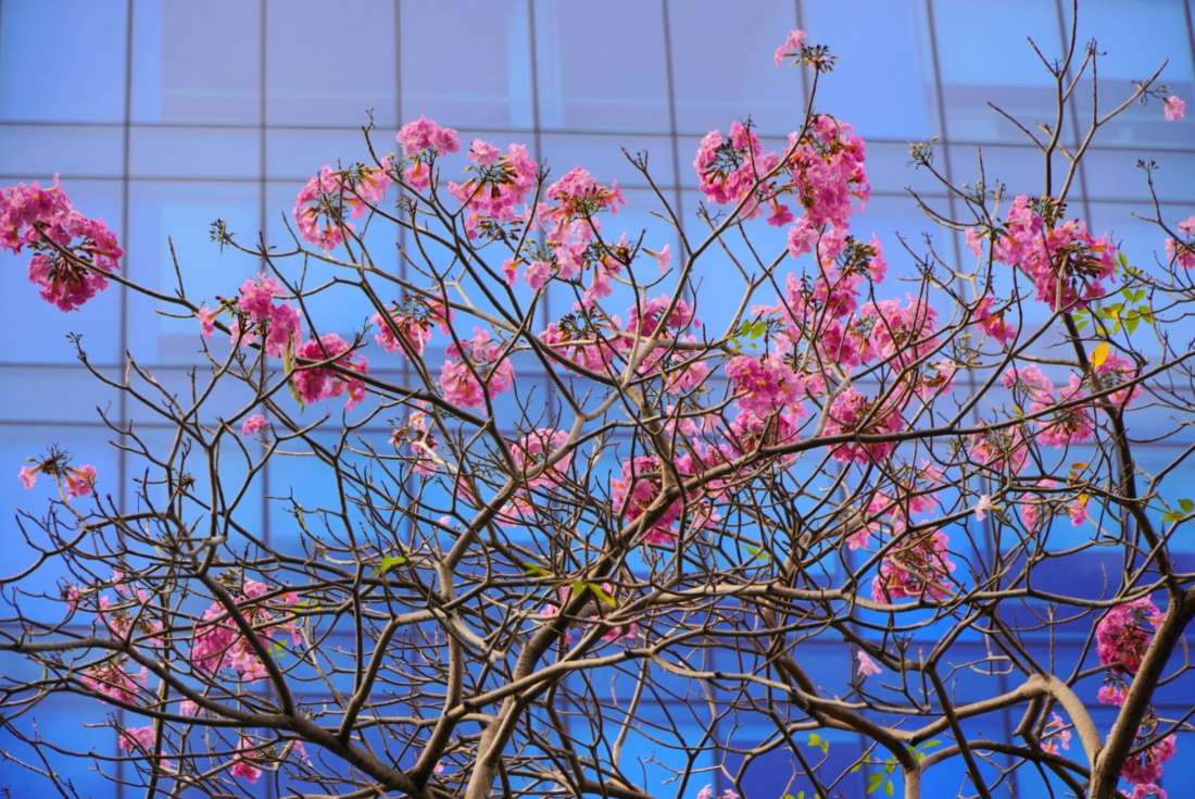 Hằng năm, sau Tết Nguyên đán, những cây hoa kèn hồng tại TPHCM lại nở rộ khoe sắc trên phố phường. Năm nay, thời gian hoa nở muộn hơn mọi năm.