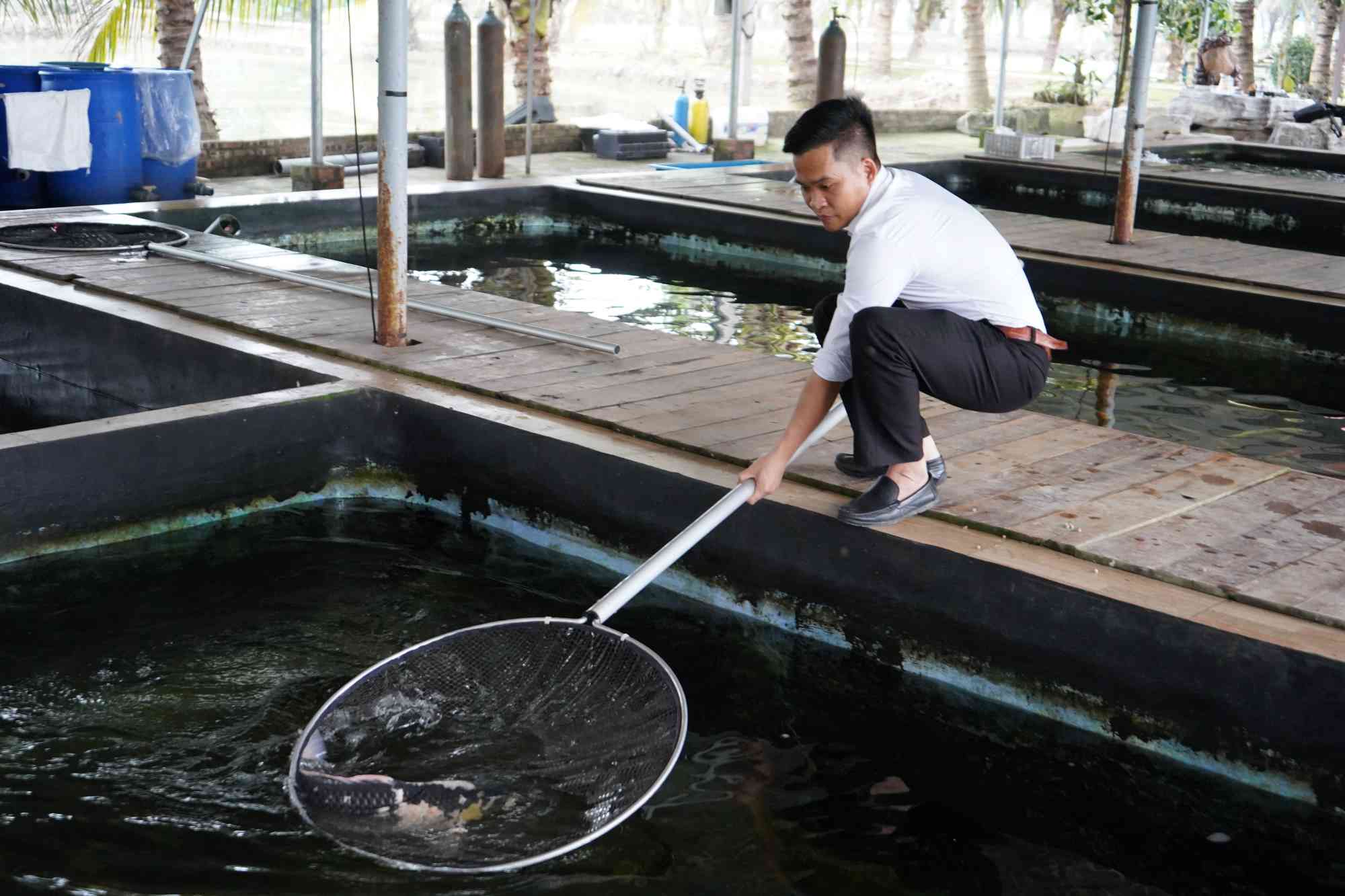 Anh Vũ Văn Quân hiện là chủ trang trại cá Koi rộng hơn 5 ha. Ảnh: Mai Dung