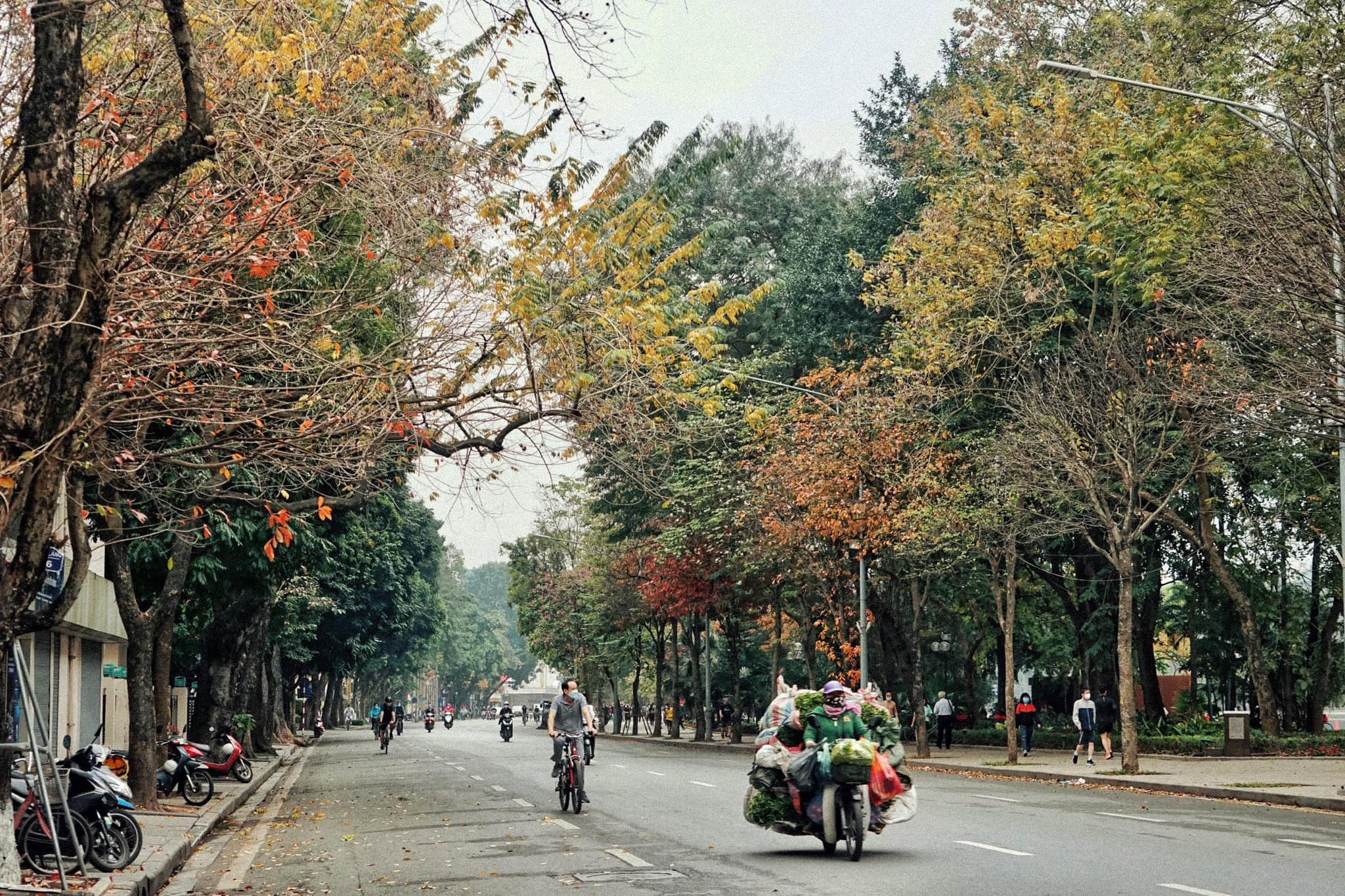 Từ giữa tháng 3 hằng năm, nhiều tuyến phố tại Hà Nội lại bước vào mùa thay lá, tạo nên khung cảnh đẹp đến nao lòng, giống trong nhiều bộ phim Hàn Quốc. Ảnh: Leotran