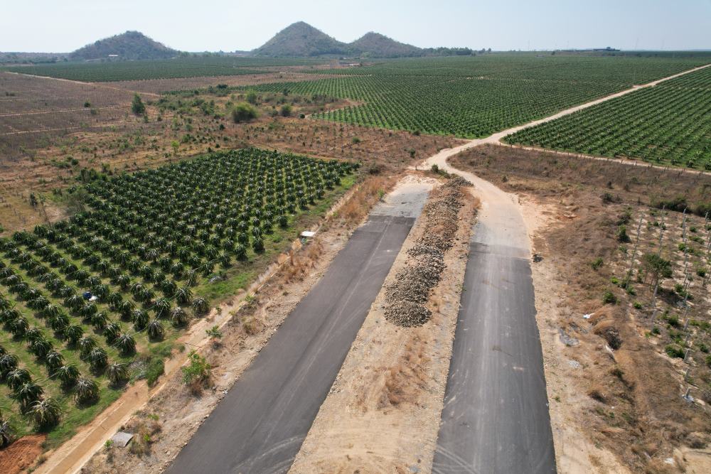 Điểm nghẽn tại vườn thanh long mà tuyến đường đi qua dài 1,35km đã được hộ dân đồng ý bàn giao mặt bằng để gấp rút thi công. Ảnh: Duy Tuấn