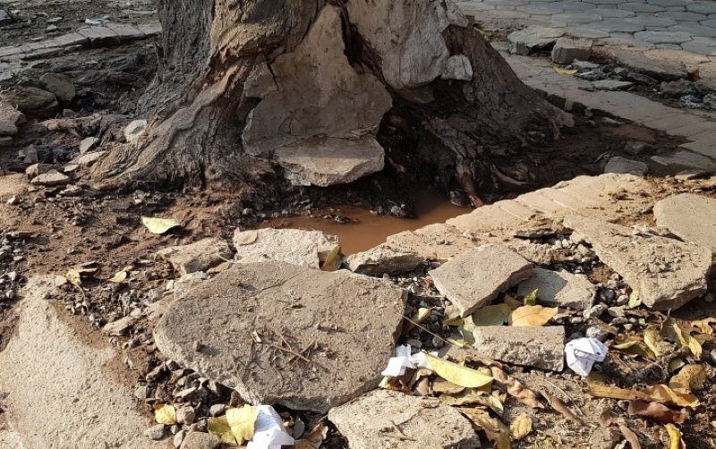 Gốc cây sao đen trước số nhà 71 bị đào xới, đổ chất lạ vào gốc vào thời điểm tháng 5.2019. Ảnh tư liệu: Bảo Khanh 