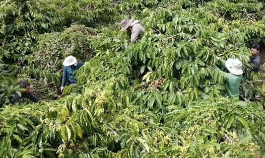 Người nông dân trồng cà phê ở Đắk Lắk đã có một vụ mùa bội thu. Ảnh: Bảo Trung