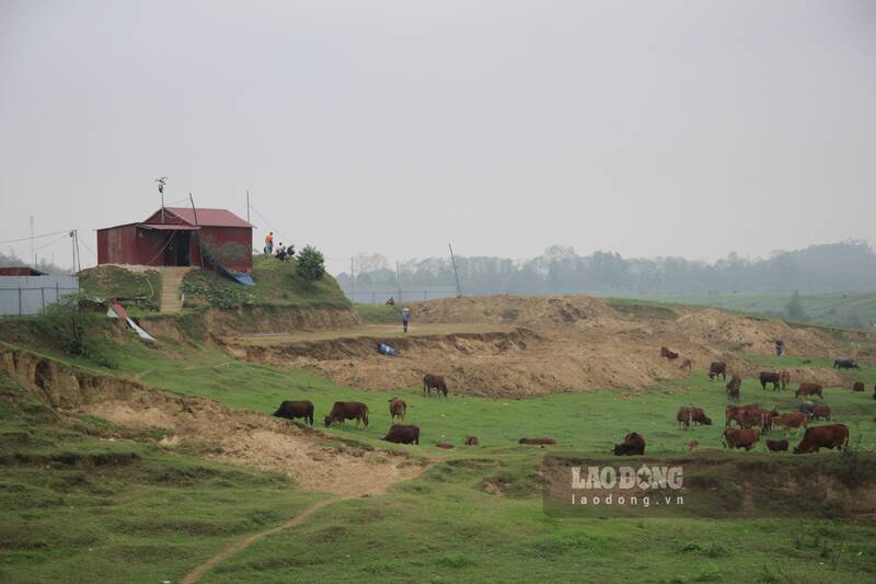 Khu vực mỏ hiện tại là nơi người dân 2 xã Hà Châu, Nga My thường xuyên chăn thả trâu bò. Ảnh: Lam Thanh