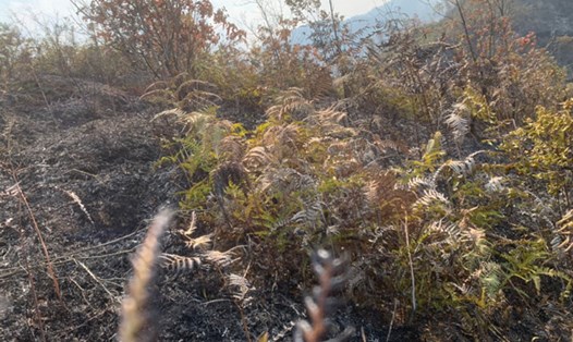 Đám cháy rừng ở Mù Cang Chải đã được khống chế, dập tắt. Ảnh: Người dân cung cấp